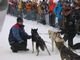 Jan Erik og Harry med Knuds leaderdogs