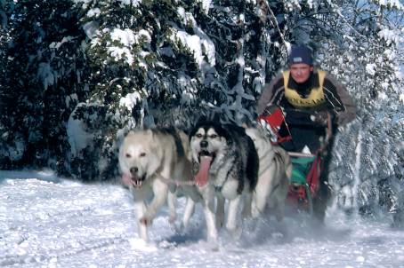 BauerTeam Nordiske mesterskaber sarna, Sverige 2001